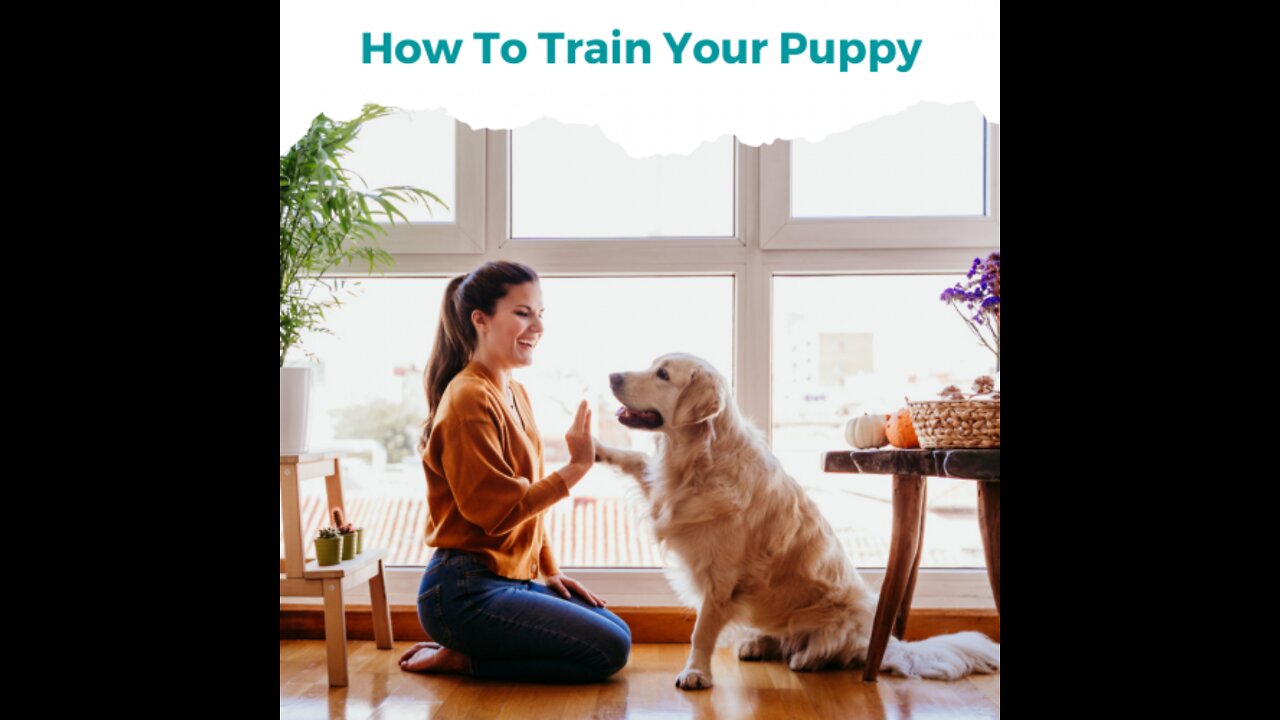 How To Train Your Puppy