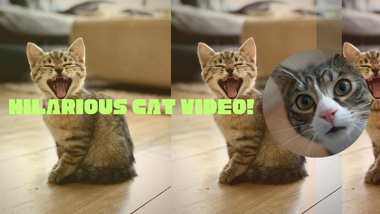 Purrfect Video For You!