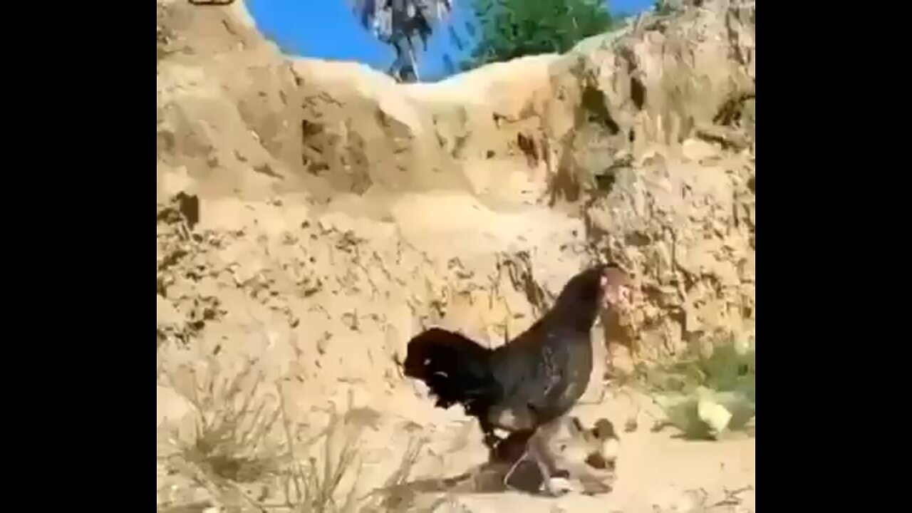 Eagle vs Hen