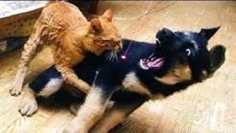 Unbelievable!!! Funny Dog Videos Try Not To Laugh 🦴🐕🐶✔️3