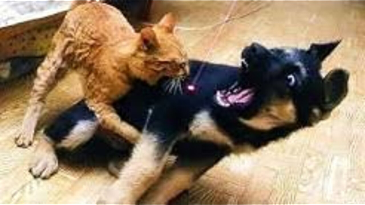 Unbelievable!!! Funny Dog Videos Try Not To Laugh π¦΄ππΆβοΈ3