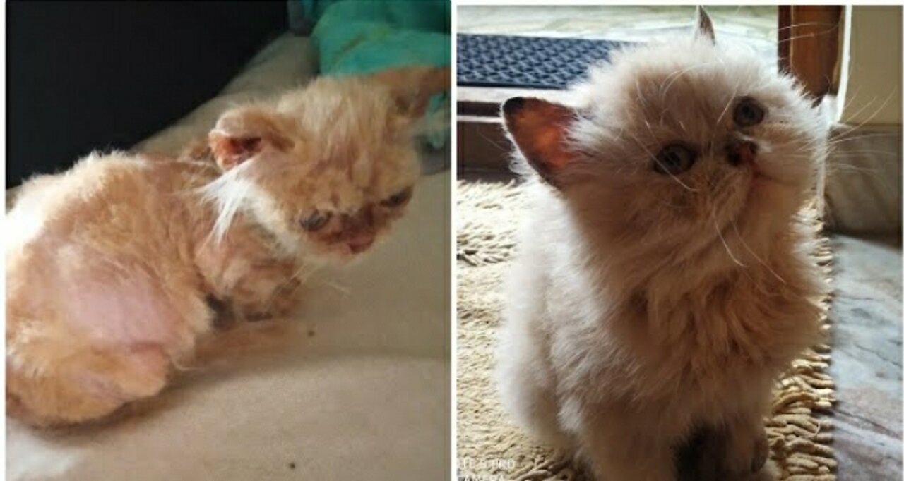 Persian Cats Amazing and unbelievable transformation. #persiancat #persiankittenfungul