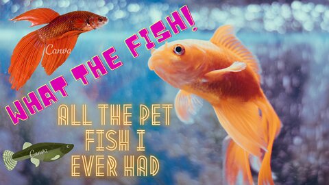 Cute pets-My goldfish and guppys