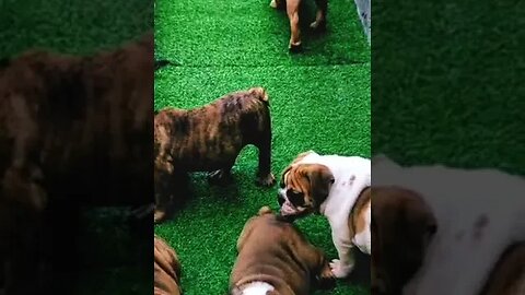 Adorable English Bulldog Puppies #shorts