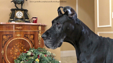 Great Dane Watches Curious Cat Tunnel Through Wreaths