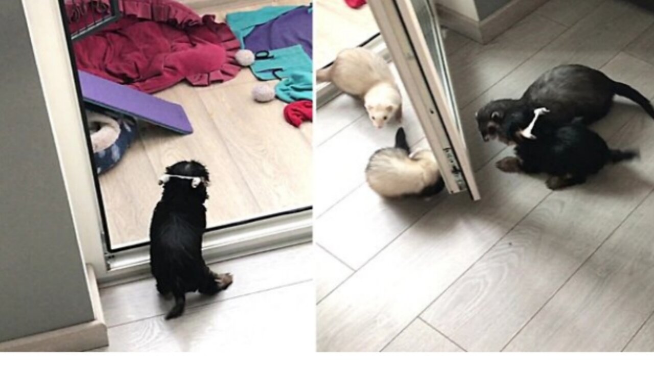 You'll never see a more excited pupper than this doggo getting picked up from daycare! So adorable!