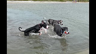 Funny Splashing & Dashing Great Danes Have Fun At The Beach