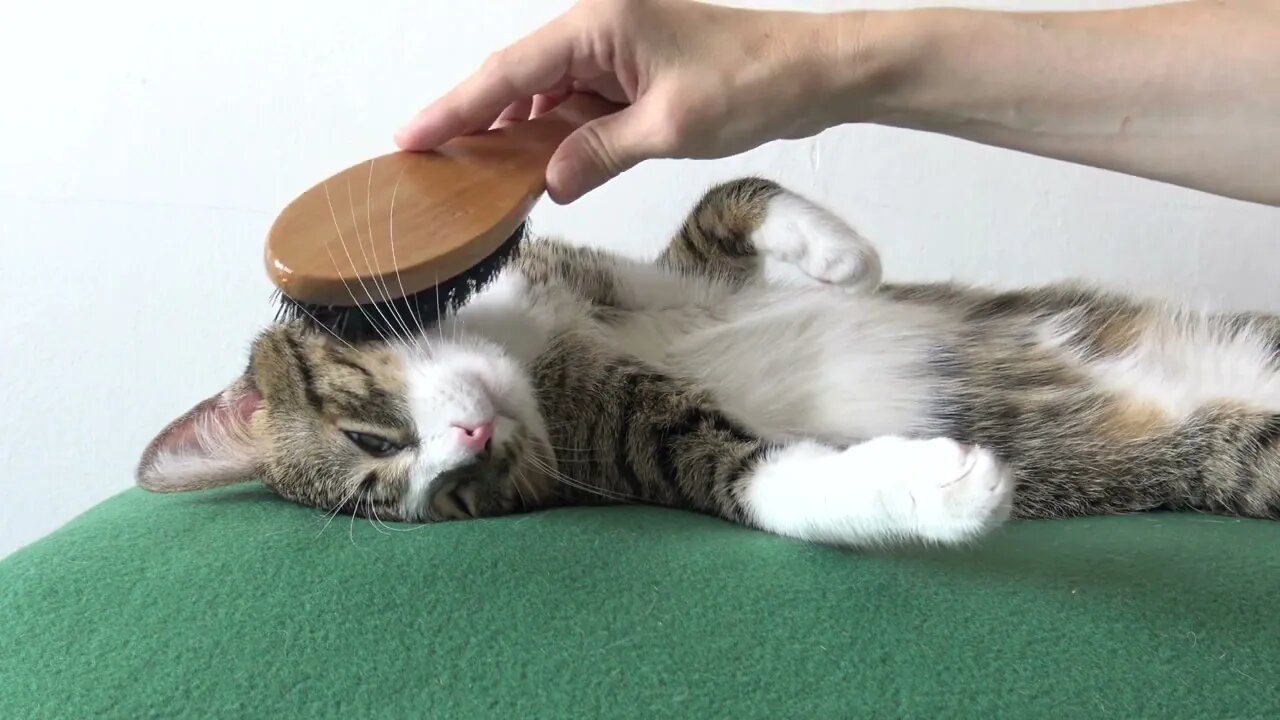 Brushing Relaxes this Little Cat
