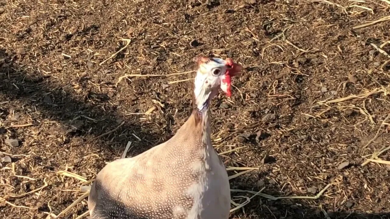 Guinea fowl follow owner around property or is the owner following the guineas? 😆❤️