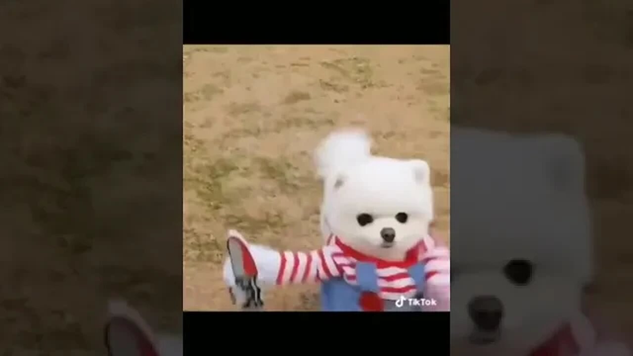 They Said She Was Too Small, But Just Wait Until You See THIS Cute Animal!