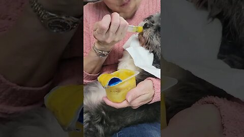 16 years old dog eating baby food 😋