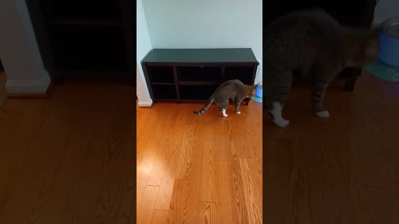 Cat Plays a Fun Treat Game
