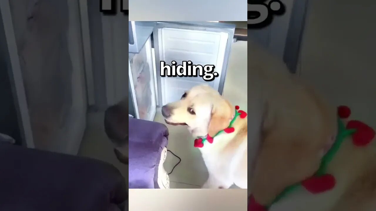 How WOULD YOU REACT to this DOG 🤣 Wholesome Moments1