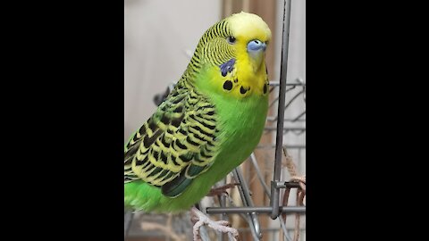 Budgie makes DJ noise