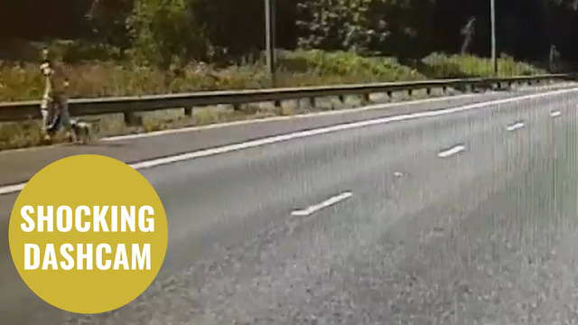 Man takes dog for a walk down hard shoulder