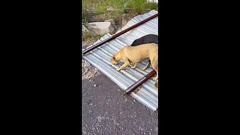 Feeding Stray Dogs | A Heartwarming Act of Kindness