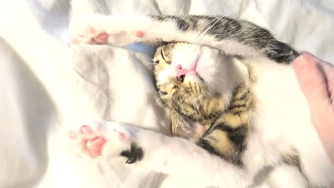 Sweet Kitten Sleeps With His Paws Up