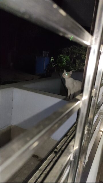 Baby Cats - Cute and Funny Cat Videos Compilation #34 | music