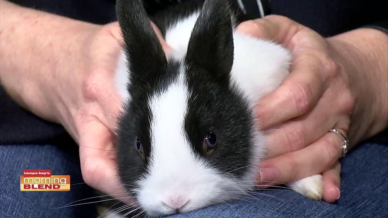 Humane Society of Tampa Bay | Morning Blend