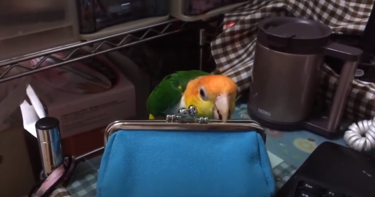 Cute Parrots Doing Funny Things