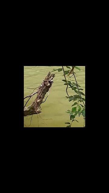 Same river snake different week