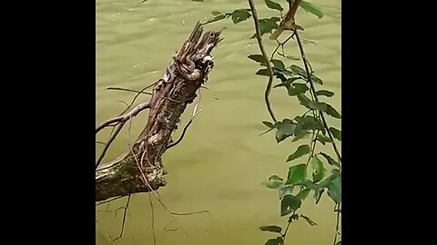 Same river snake different week