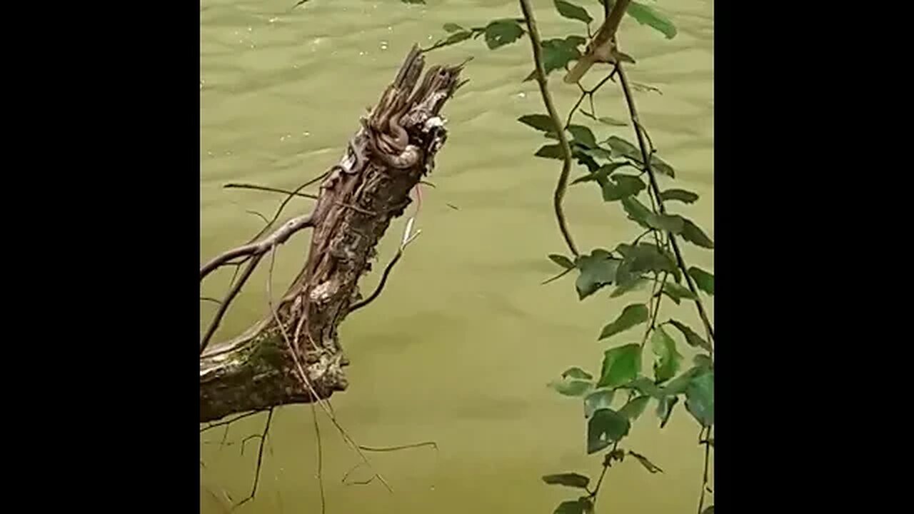 Same river snake different week