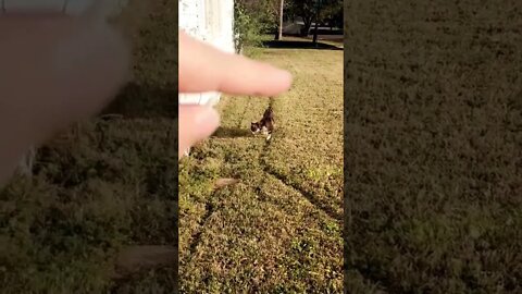 Cat Way Tiktok itskayli
