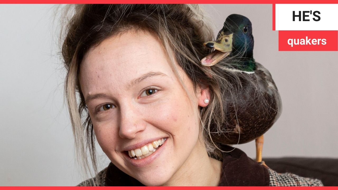 Meet Denzel the house duck - a lost and lonely duckling hand-reared by a cleaner