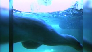 1988 - Indianapolis Zoo Tour