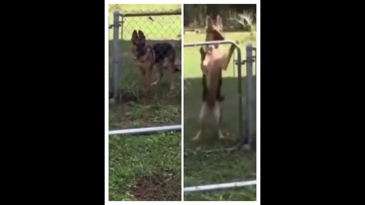 Animals Getting little Shock Funny Compilation ☺️