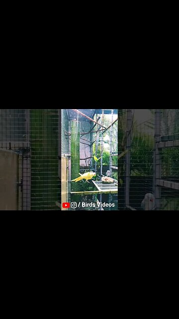 Relaxing Nature Video