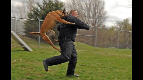Self Defense Against an attacking Dog