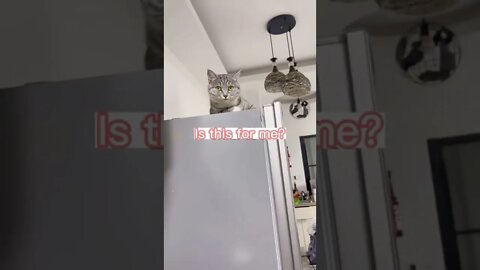🐱Cutest Cats🐱😽🦐😽