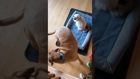 dog gets cat away from his bed.