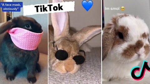 Funny and Cute Bunny Rabbit TIKTOK Videos #Rumble