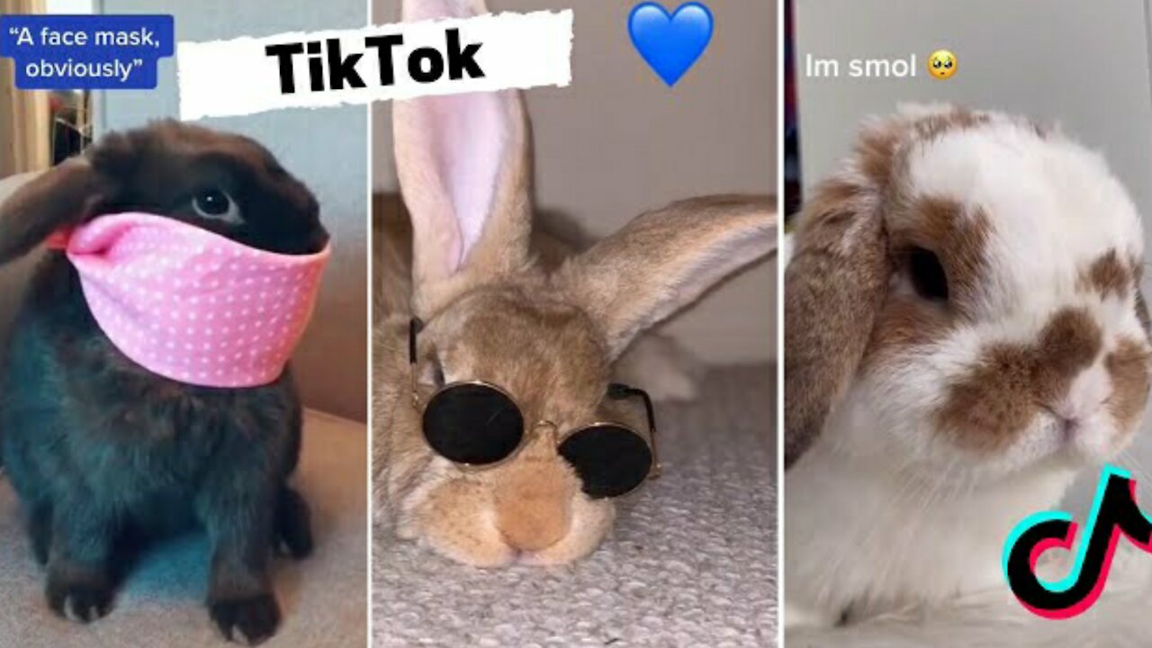 Funny and Cute Bunny Rabbit TIKTOK Videos #Rumble