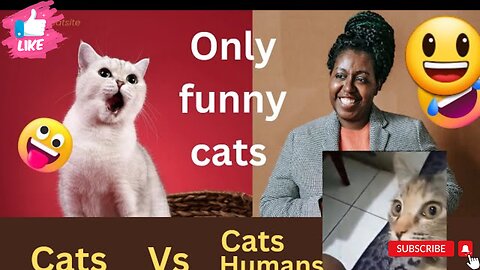 FUNNY cats ,animals Hub, only cats funny videos, funny cats collections (Part 1)