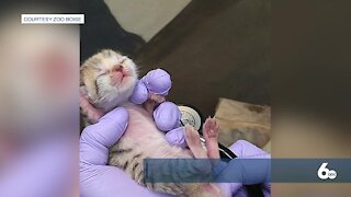 3 male sand cats born at Zoo Boise