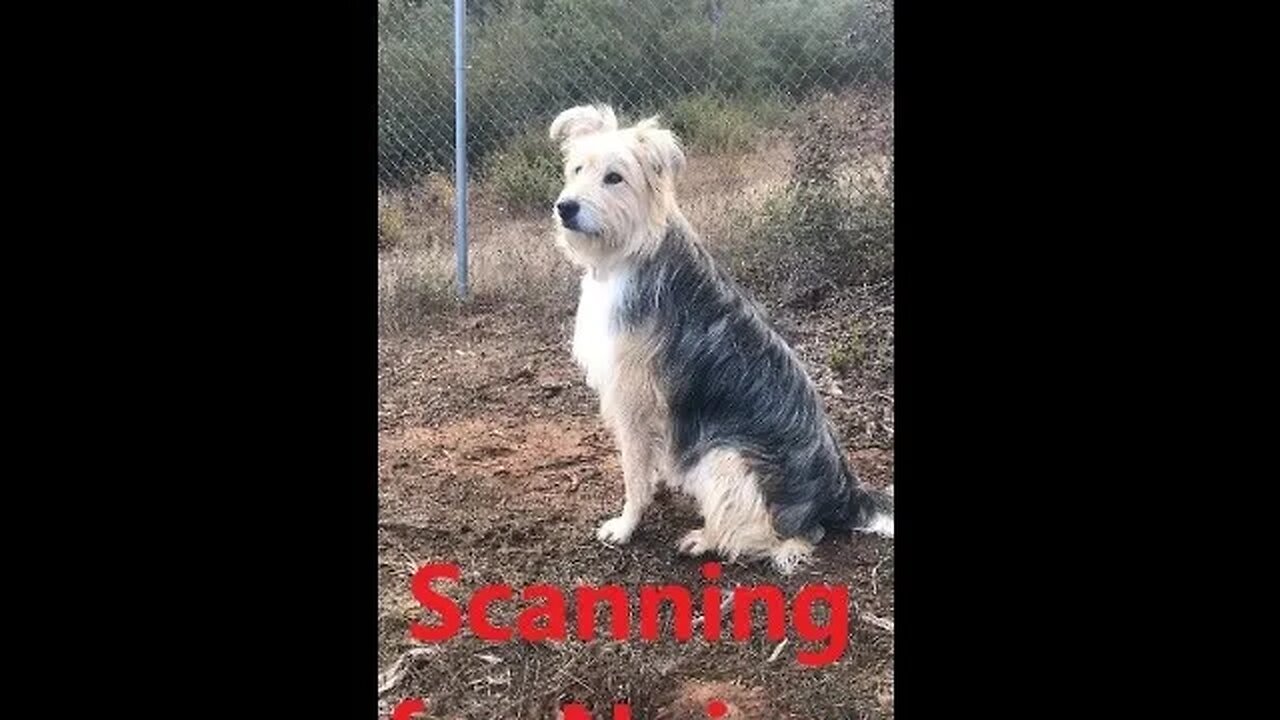 DOG Female Australian Shepherd Check Strange Noise on Command DIY