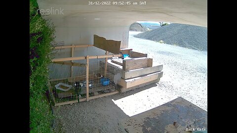 Black kitten back for seconds