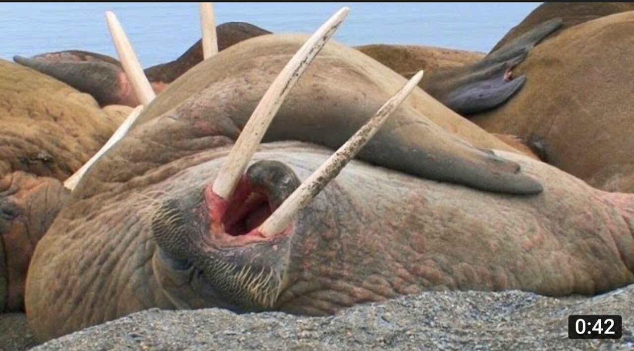 Laziest Walrus Colony Ever_ AnimalPlanet12 _(720P_HD).MP4