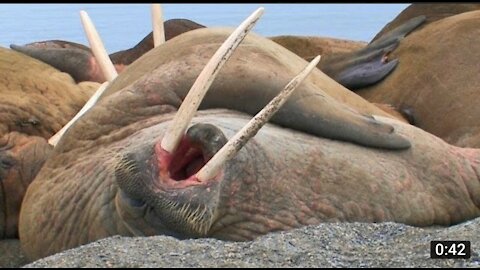 Laziest Walrus Colony Ever_ AnimalPlanet12 _(720P_HD).MP4