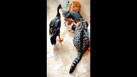 "😂 Cat vs Hen Hilarious Showdown! 🐱🐔 | The Pawstive Place