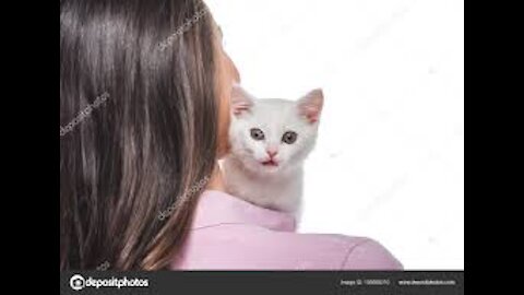 Funny Scaredy Cats