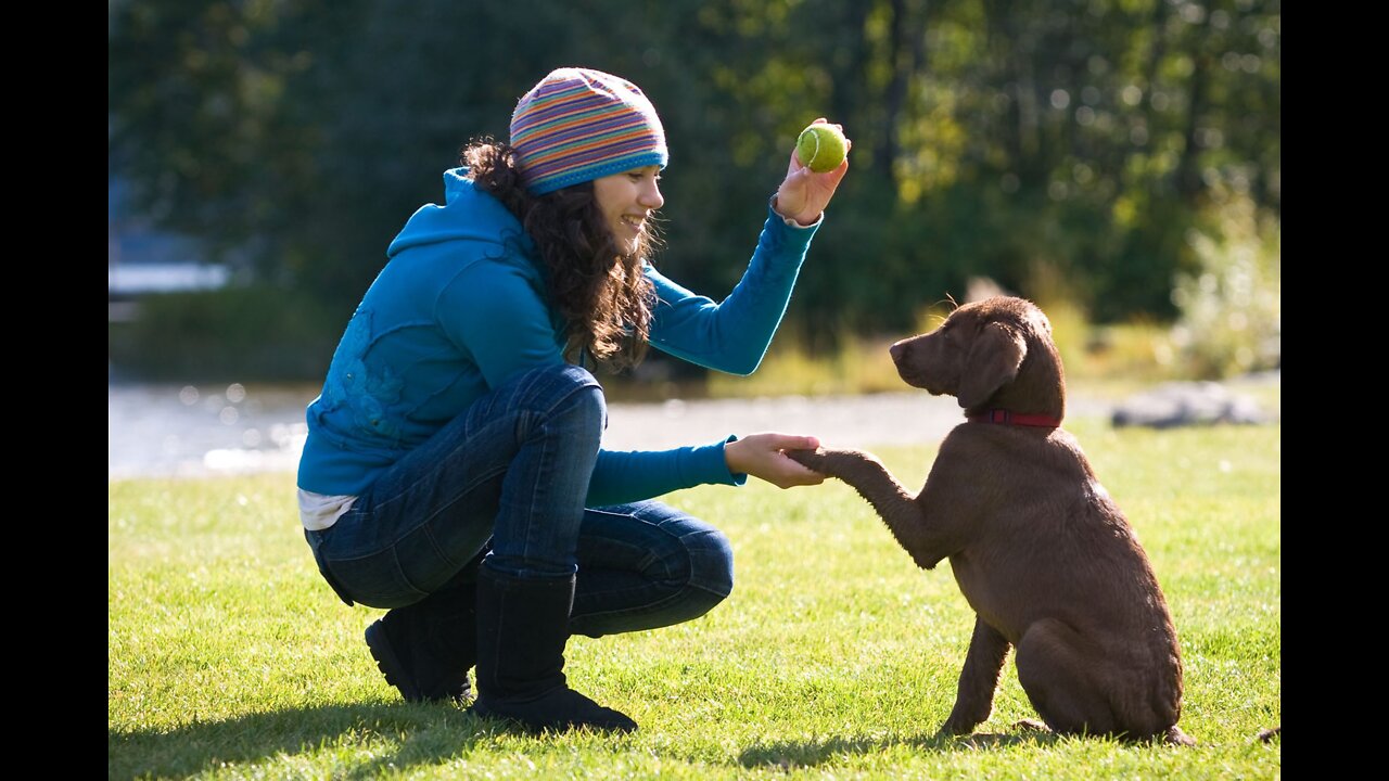 🐕 Basic Dog Training – TOP 10 Essential Commands Every Dog Should Know!