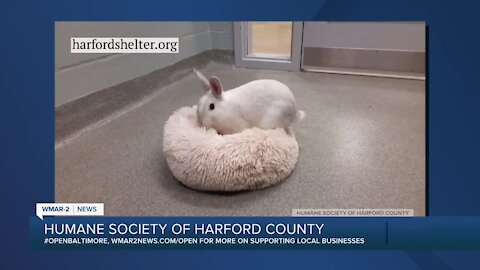 A message from the Humane Society of Harford County about bunnies as Easter presents