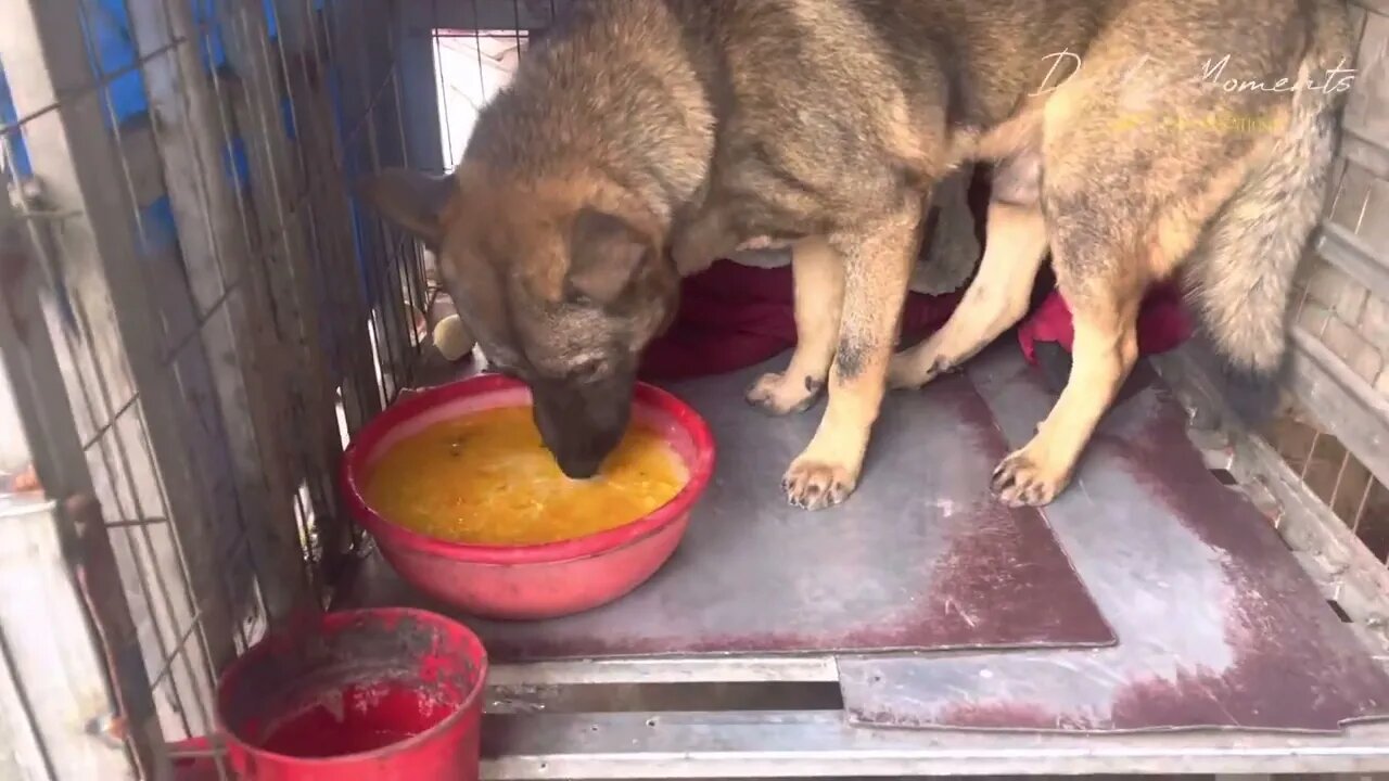 Meat meal prepared for the dog delicious pumpkin porridge the dog enjoys the food cooked by mymother