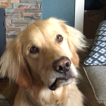 Golden Retriever head-tilts when asked to go swimming