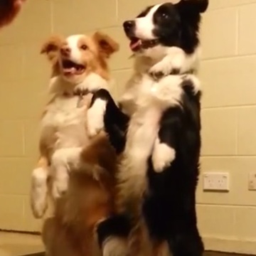 Dogs perform "bang trick" simultaneously
